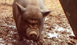 Indian dwarf pig