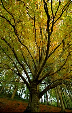 Autumn scene in Castlewellan Forest