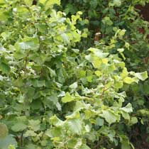 Corylus avellana