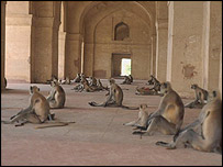 macacos