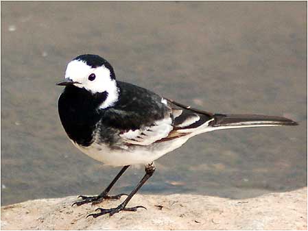 Wagtail
