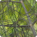 Foeniculum vulgare 'Purpureum'