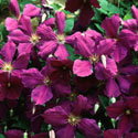 Clematis ‘Jackmanii’, Clematis