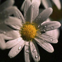 Argyranthemum, Marguerite