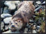 Otter near Lerwick