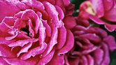 Full bloom