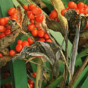 Iris foetidissima, Striking gladwyn