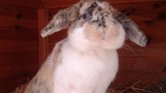 Bunny Bunny