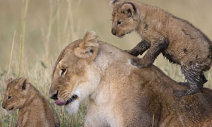 Big Cat Live