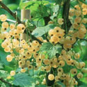 Ribes sativum, Whitecurrant