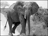 Elephant