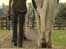 Horses - Stepps Rehabilitation Centre