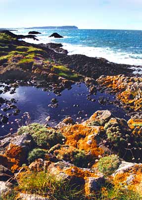 Rockpools by the sea - Co. Antrim