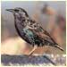 starling