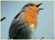 robin