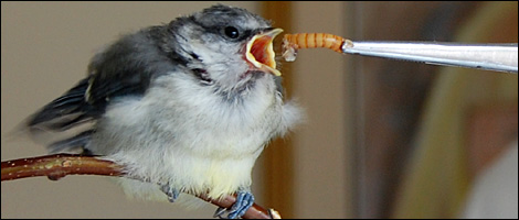 Blue Tit Webcam - Dave Charles