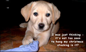 Puppy