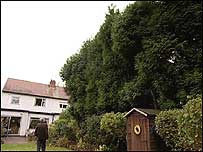Tall hedge