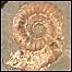 Fossil