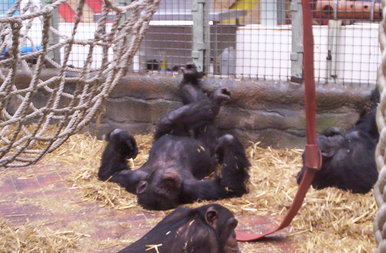 Funny monkey