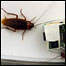 Barata integare com robô (foto: ULB-EPFL)