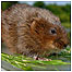 Water  Vole c/o PA Images