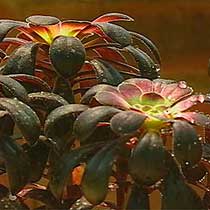Aeonium