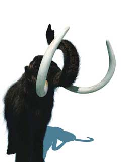 A woolly mammoth