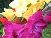 Gladioli
