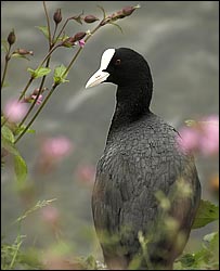 Coot by Gemma Keys