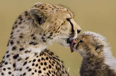 Honey the cheetah licks one of her cubs