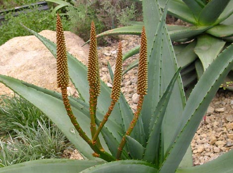 Eden cactus