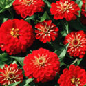 Zinnia, Zinnia 