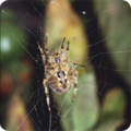 spider
