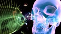 BBC's Darwin Season