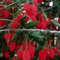 Crinodendron, Lantern tree
