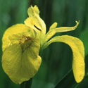 Iris pseudacorus, Yellow flag