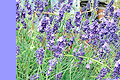 lavender.