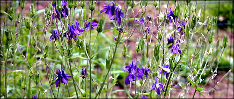 Aquilegia, aka Columbine