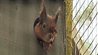 Red Squirrels