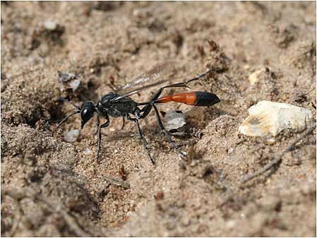 Sand Wasp