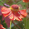 Helen's flower