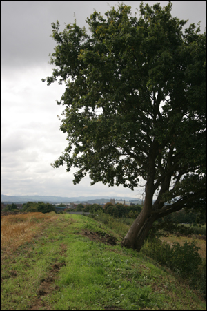 Tree at the top of Greenhill