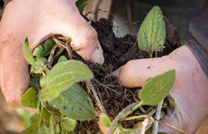 Dividing plant