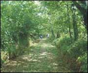 Leafy green lane