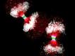 Foto: Paul D. Andrews/Nikon Small World