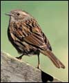 Dunnock: larger image and birdsong 