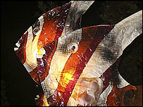 Peixos