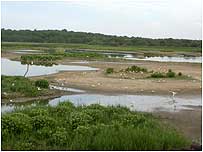 Minsmere