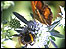 Bee and butterfly on a flower